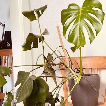 Lägenhet Luxus Loft Im Herzen Von Werne. *