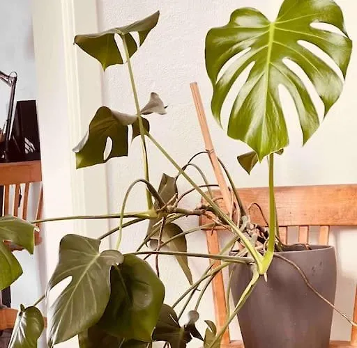 Apartmán Luxus Loft Im Herzen Von Werne. *